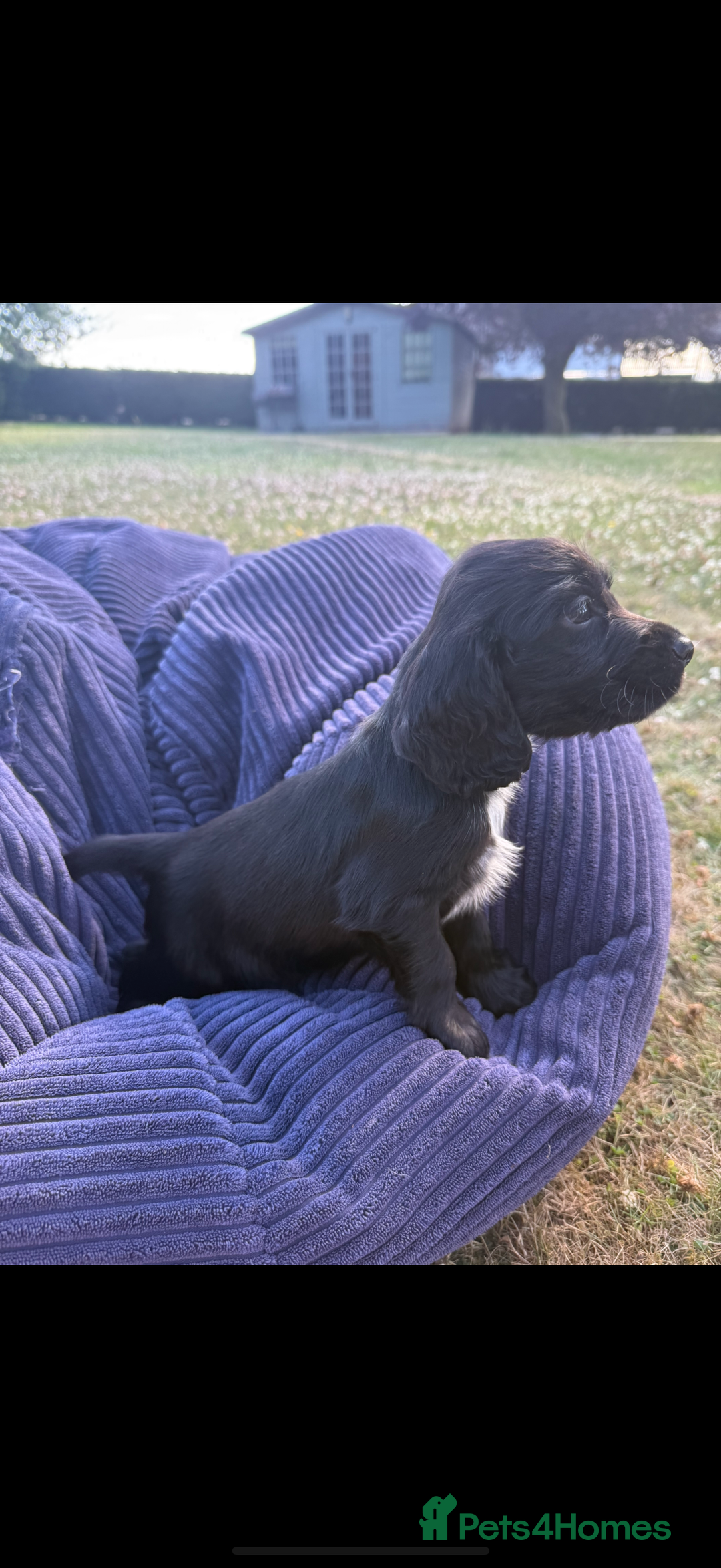 Cockapoo dogs for sale: Cockapoo puppies F1 READY TO LEAVE 🏡🥰 in Leicester - Image 13