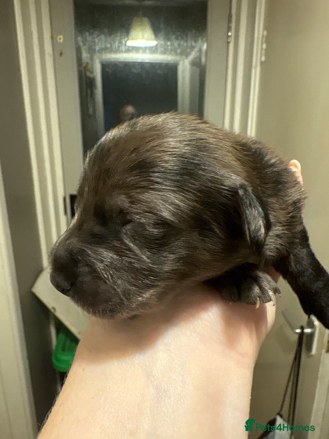 Mixed Breed dogs for sale: Doxiepoos for sale 3 x male 1 x bitch - Image 7
