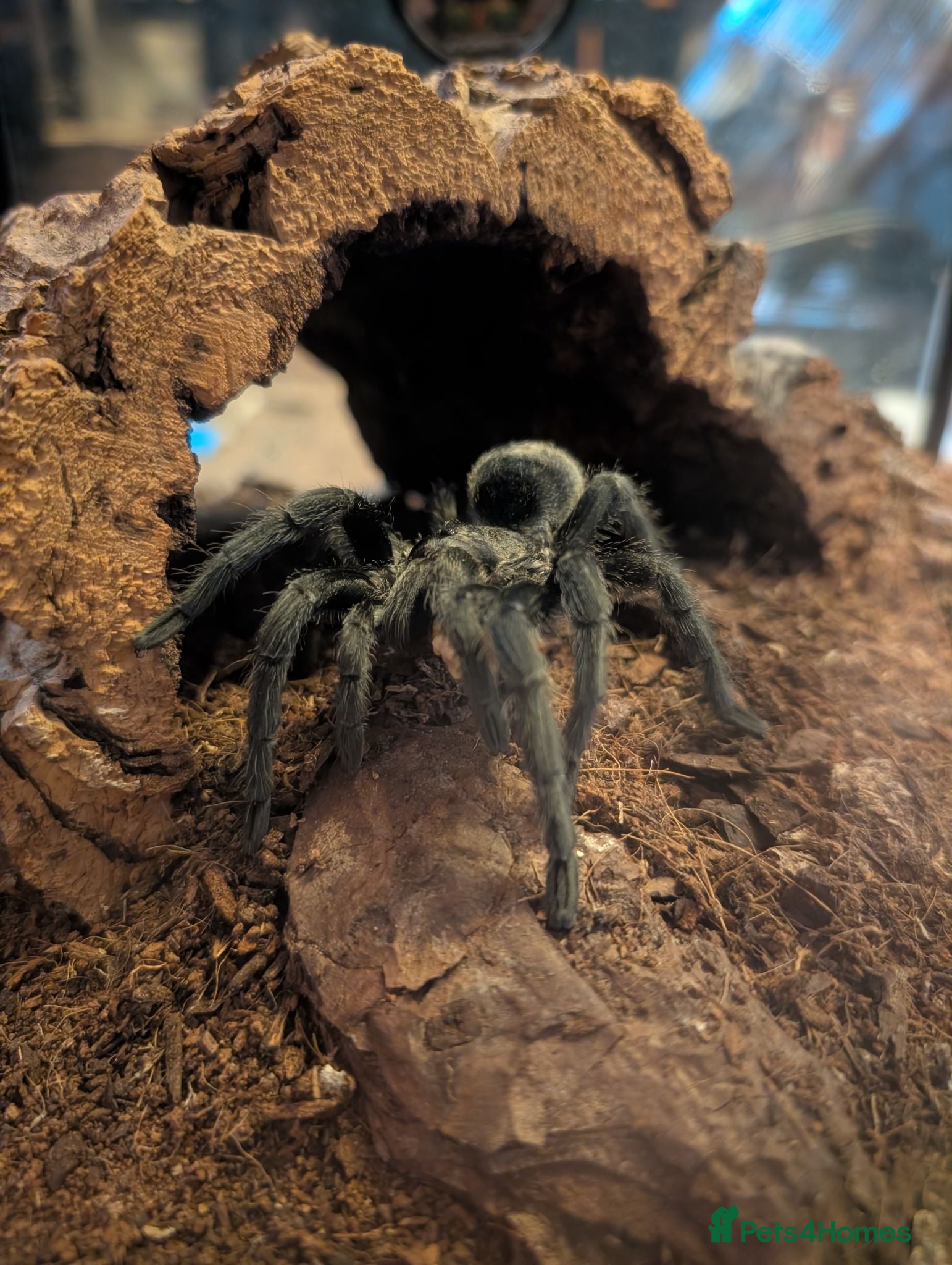 Tarantulas invertebrates Various tarantulas and enclosures - Advert 1