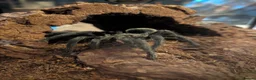 Tarantulas invertebrates for sale: Various tarantulas and enclosures in King's Lynn - Advert 1