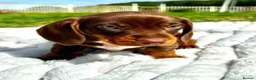 Miniature Dachshund dogs for sale: Miniature Dachshund Boys For Sale  in Blaenau Ffestiniog - Advert 5