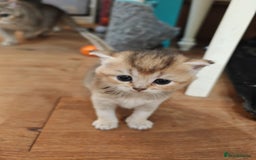 British Shorthair cats for sale: Adorable gorgeous pure British Shorthair Kittens  - Image 14