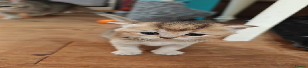 British Shorthair Kitten 2