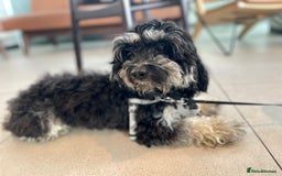 Cavapoochon dogs for stud: Handsome 2-Year-Old Cavapoochon for Stud Service - Image 1