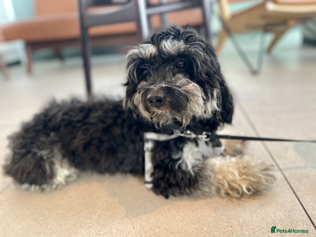 Cavapoochon dogs for stud: Handsome 2-Year-Old Cavapoochon for Stud Service - Image 1