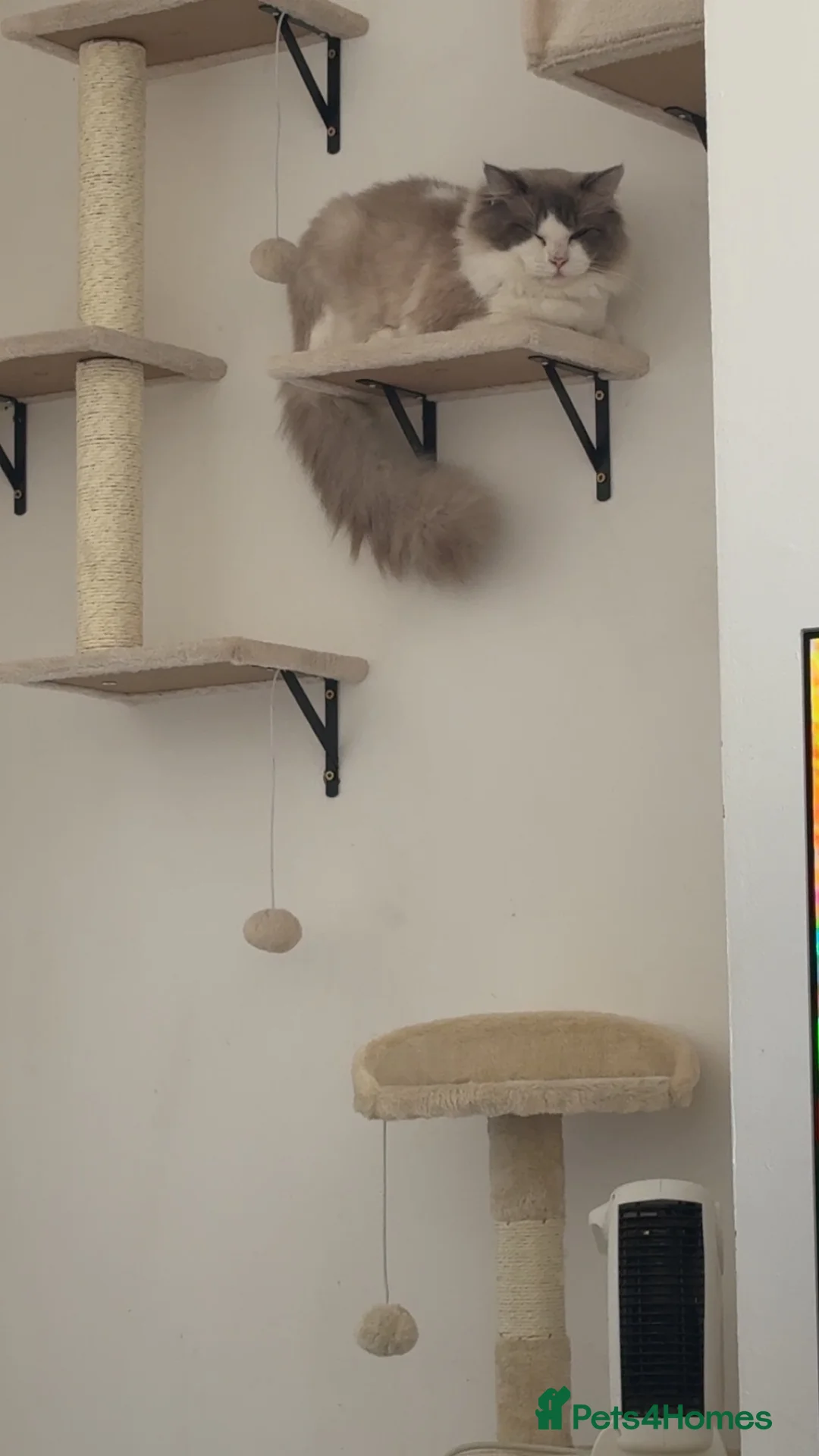 Ragdoll cats for sale: Male ragdoll one years old - Advert 2