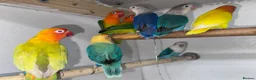 Lovebirds birds for sale: Mutation Love Bird for sale  - Advert 3