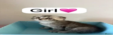 Scottish Fold 4
