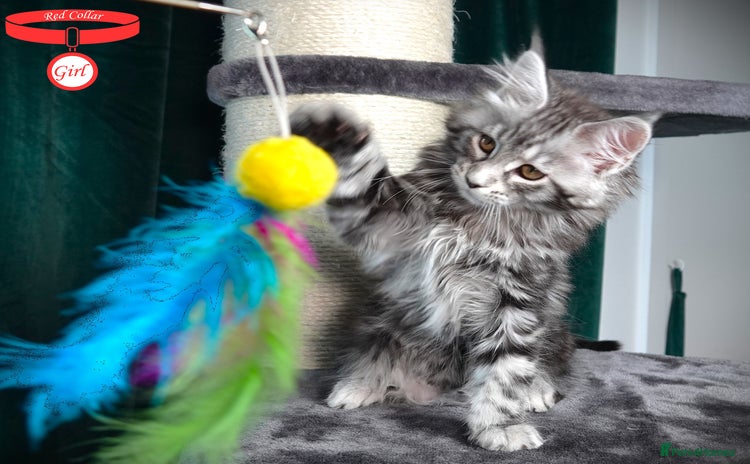 Maine Coon cats - Advert 2