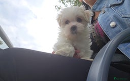 Maltese dogs for sale: Maltese puppy famale - Image 6