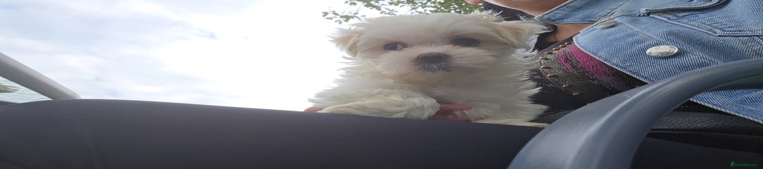 Maltese Puppy 1