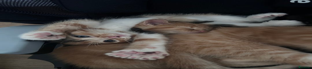 Mixed Breed Kitten 4