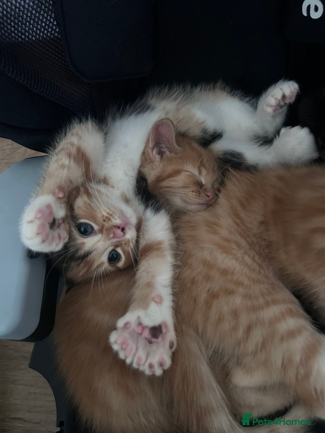 Mixed Breed cats for sale: 4 kittens 2 male 2 female  - Image 6