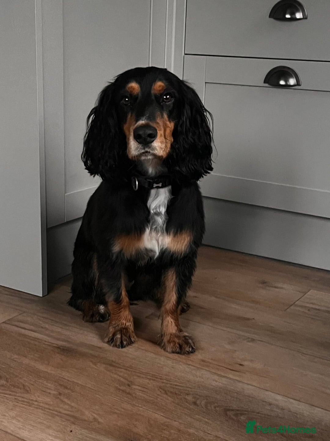 Cocker Spaniel dogs for sale: Ralph the Cocker Spaniel  - Advert 2