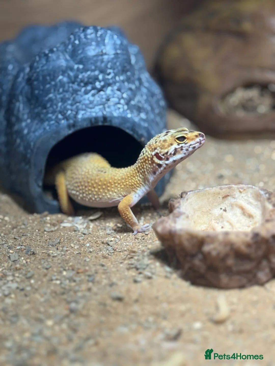 Gecko reptiles for sale: Stunning Morph Geko with setup  - Advert 10