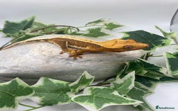 Gecko reptiles for sale: Vibrant Lily white crested gecko  - Image 2