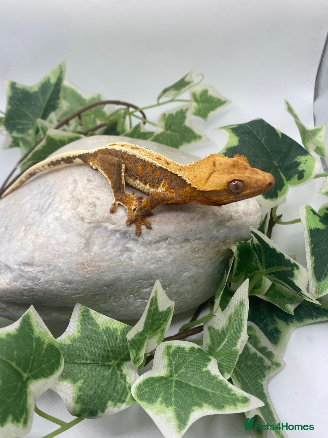 Gecko reptiles for sale: Vibrant Lily white crested gecko  - Image 2
