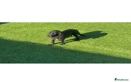 Cockapoo dogs for sale: Beautiful cockapoo puppies  - Image 13