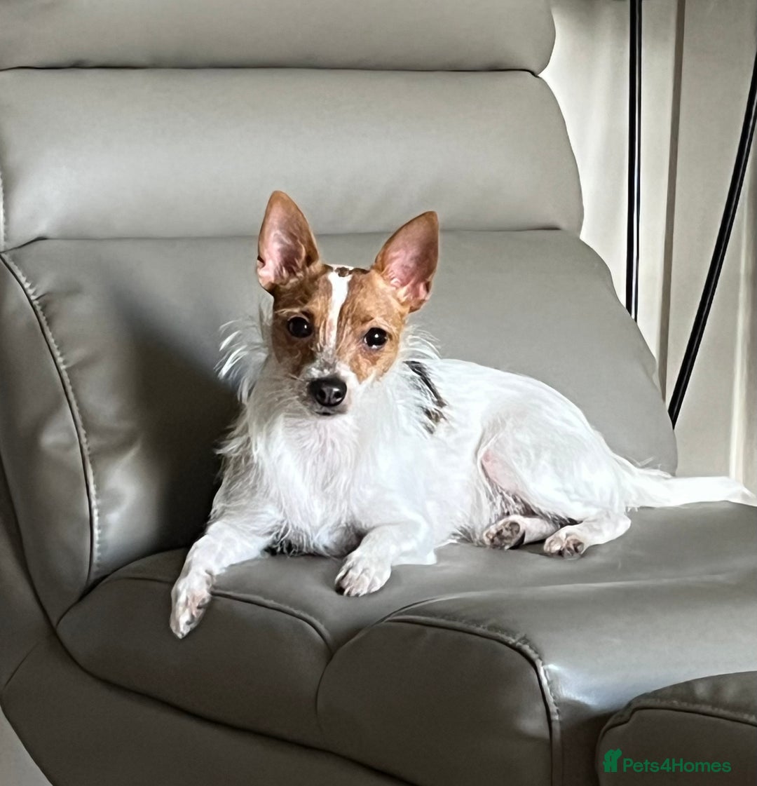 Mixed Breed dogs for sale: Jackawawa puppies - Image 5
