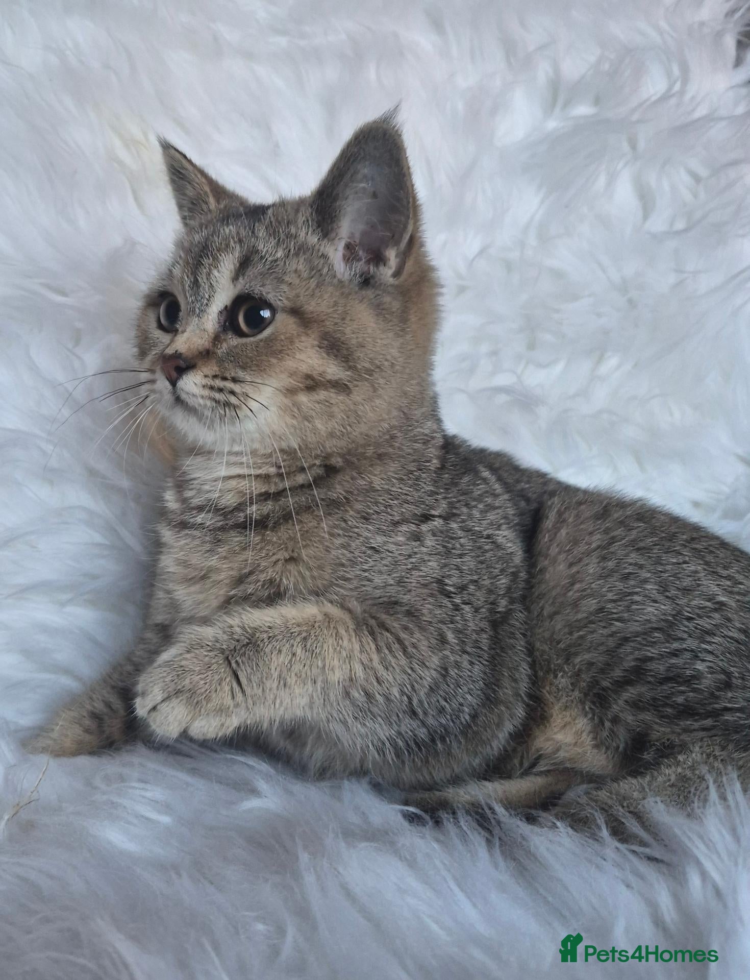British Shorthair cats for sale: Loving, pretty Scottish Straight kittens  - Advert 7