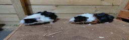 Guinea Pig rodents for sale: Baby guinea-pigs  - Advert 4