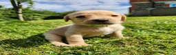 Labrador Retriever dogs for sale: Quality KC Fox Red Labradors  - Advert 24
