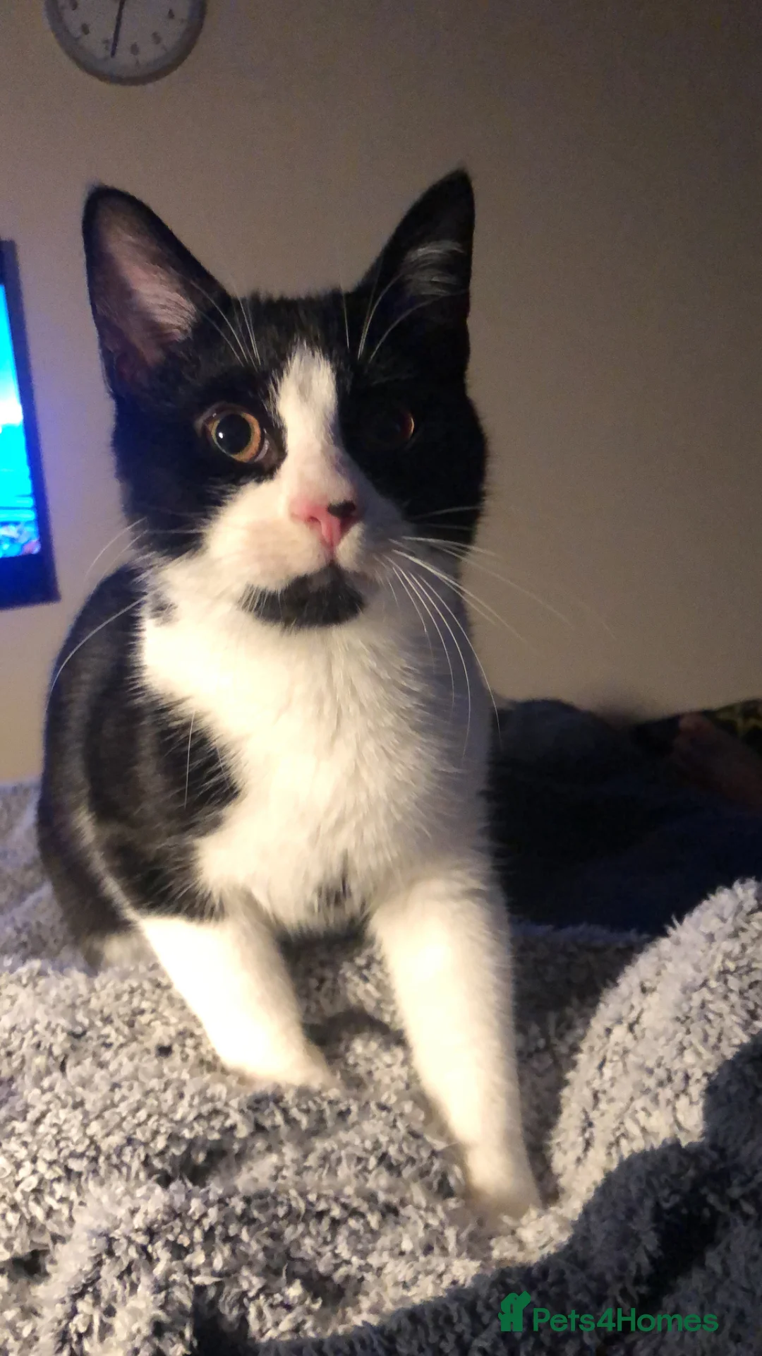 British Shorthair cats for sale: Meet Leo beloved boy looking for a new loving home - Advert 2