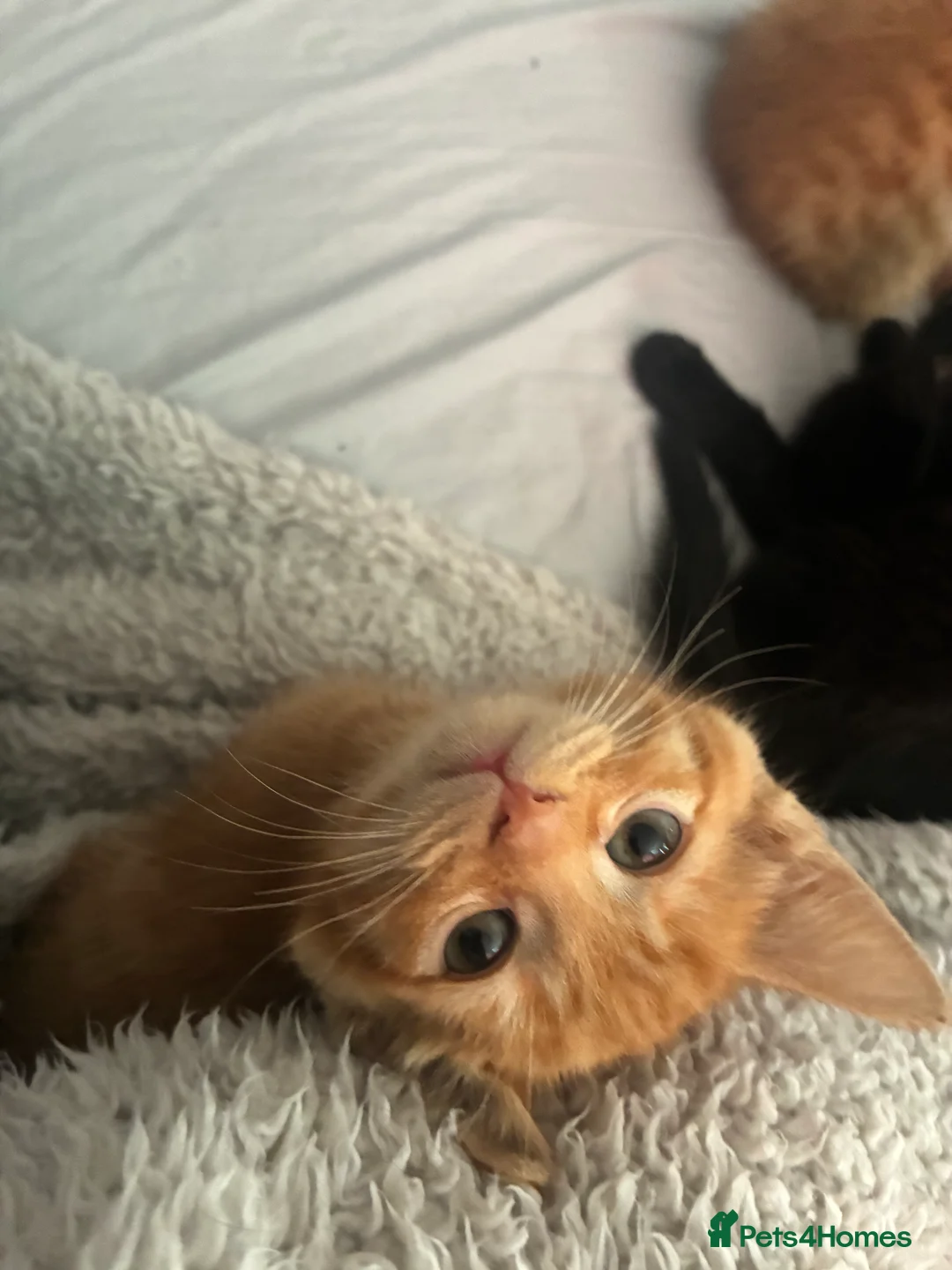 Mixed Breed cats for sale: Beautiful fluffy cuddly kittens for sale!!!  - Advert 15