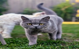 British Shorthair cats for sale: Beautiful Pedigree Neutered British Shorthair  - Image 3