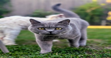 British Shorthair cats - Advert 13