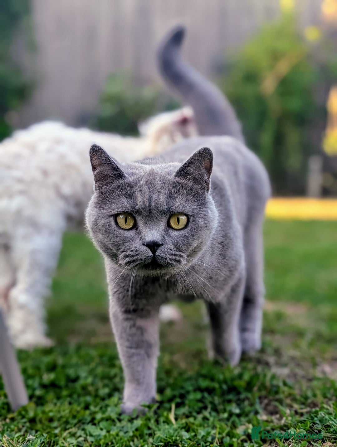 British Shorthair cats for sale: Beautiful Pedigree Neutered British Shorthair  - Image 3