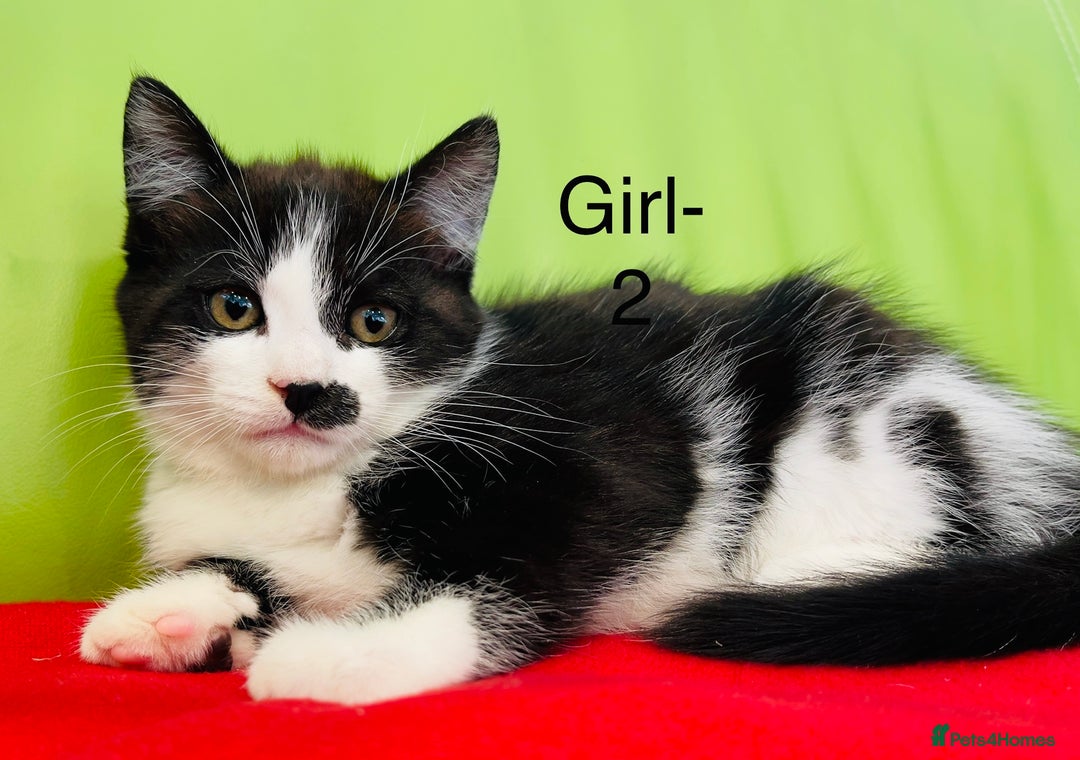 Mixed Breed cats for sale: Beautiful ,clever ,healthy village Kittens - Image 11