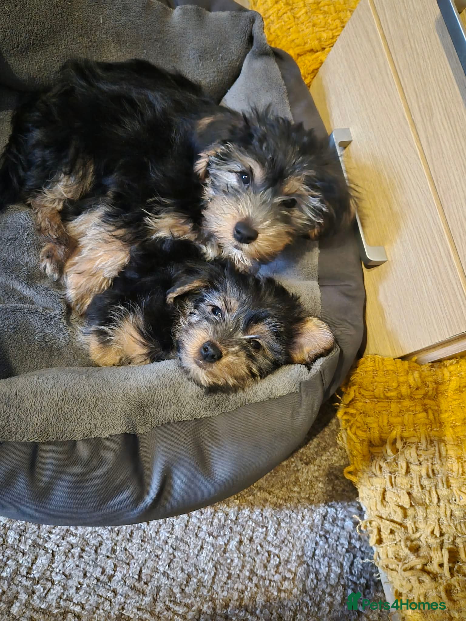 Yorkshire Terrier dogs 4 beautiful Yorkshire terriers puppies left - Advert 8