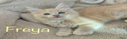 Maine Coon cats for sale: Beautiful Maine Coon Kittens-Ready Soon - Advert 10