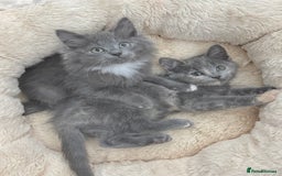 Mixed Breed cats for sale: BEAUTIFUL FLUFFY GREY KITTENS   - Image 17