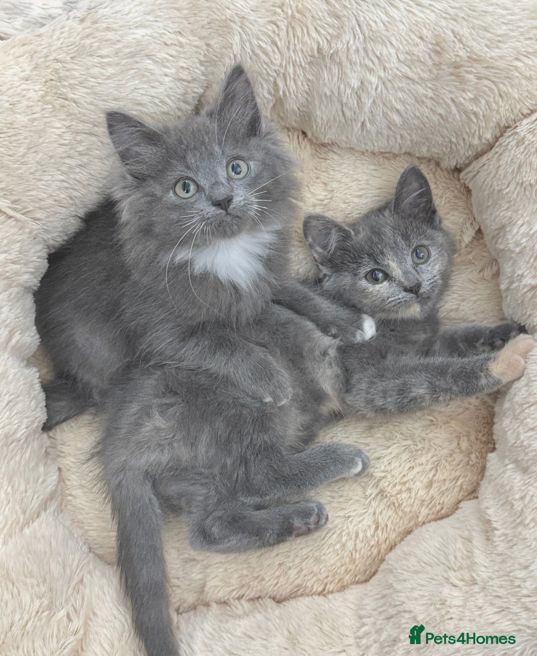 Mixed Breed cats for sale: BEAUTIFUL FLUFFY GREY KITTENS   - Image 17