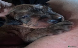 Irish Terrier dogs for sale: Male Irish Terrier Puppies - Image 11