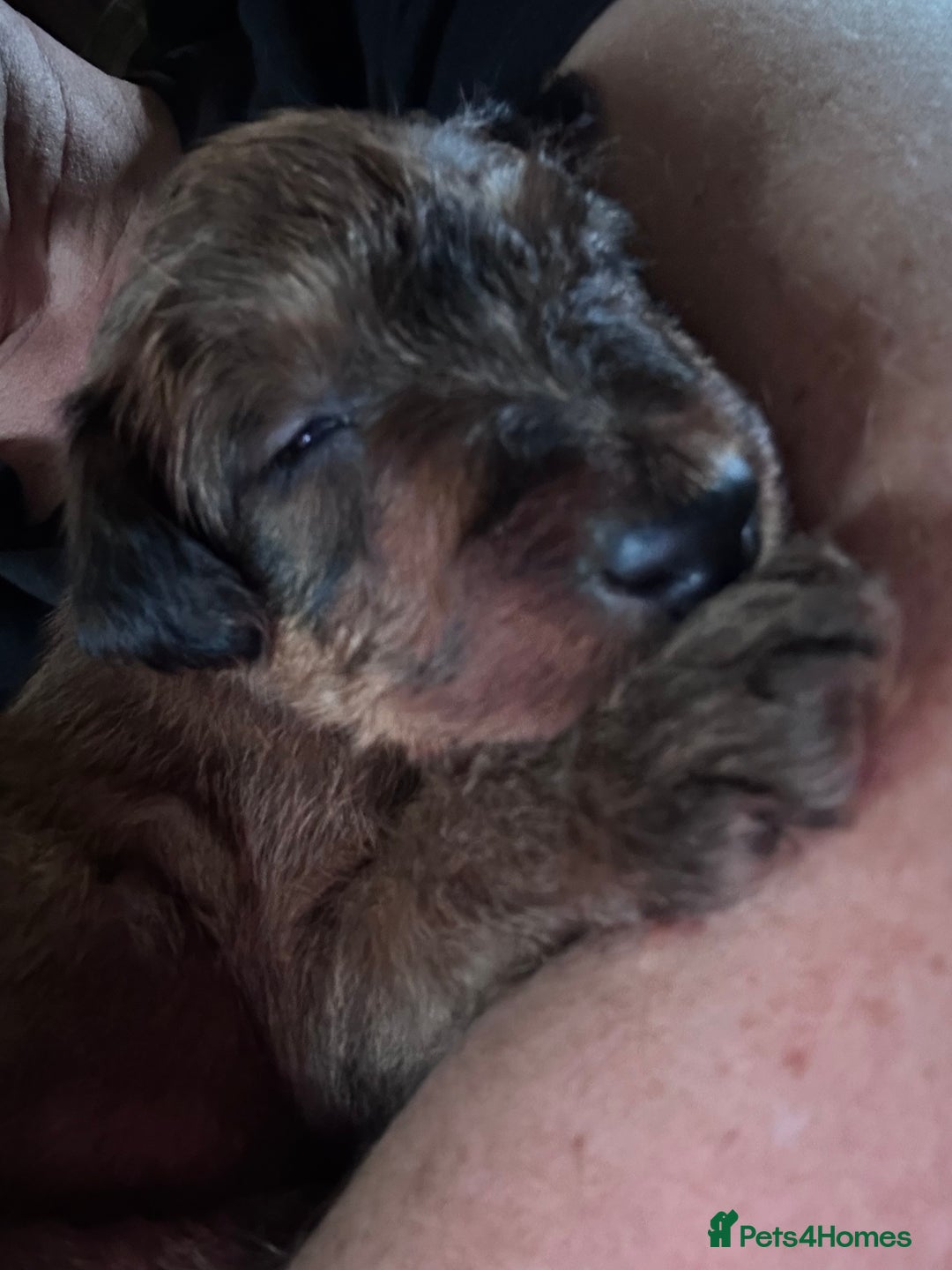 Irish Terrier dogs for sale: Male Irish Terrier Puppies - Image 11