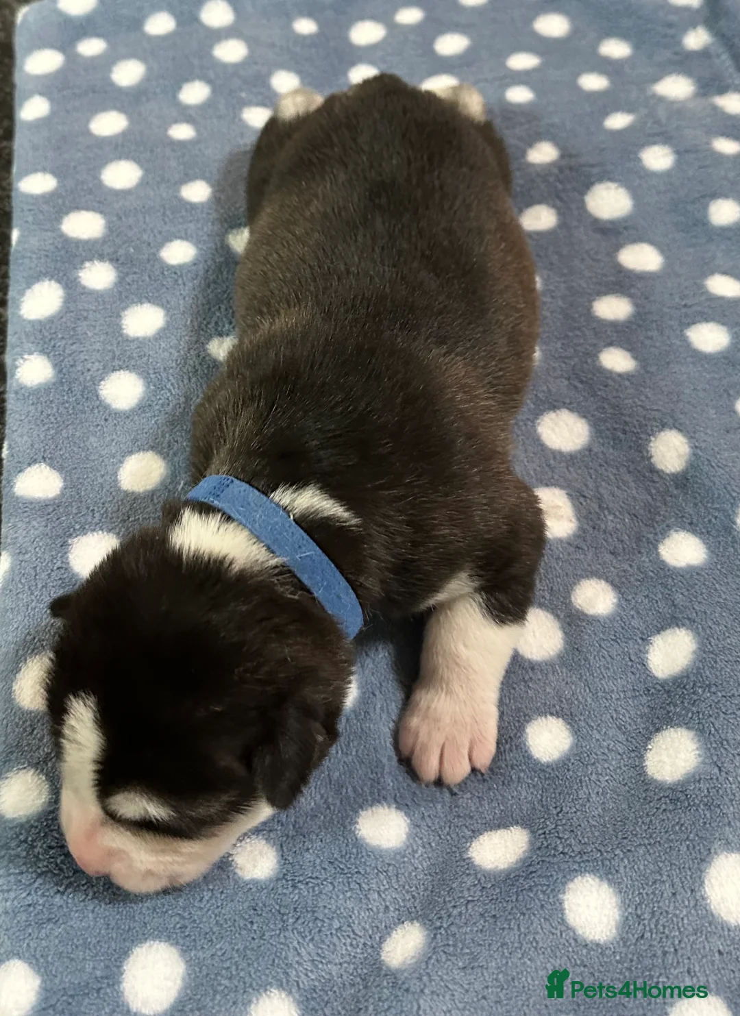 Siberian Husky dogs for sale: 4 Beautiful Siberian Husky Puppies - Advert 2