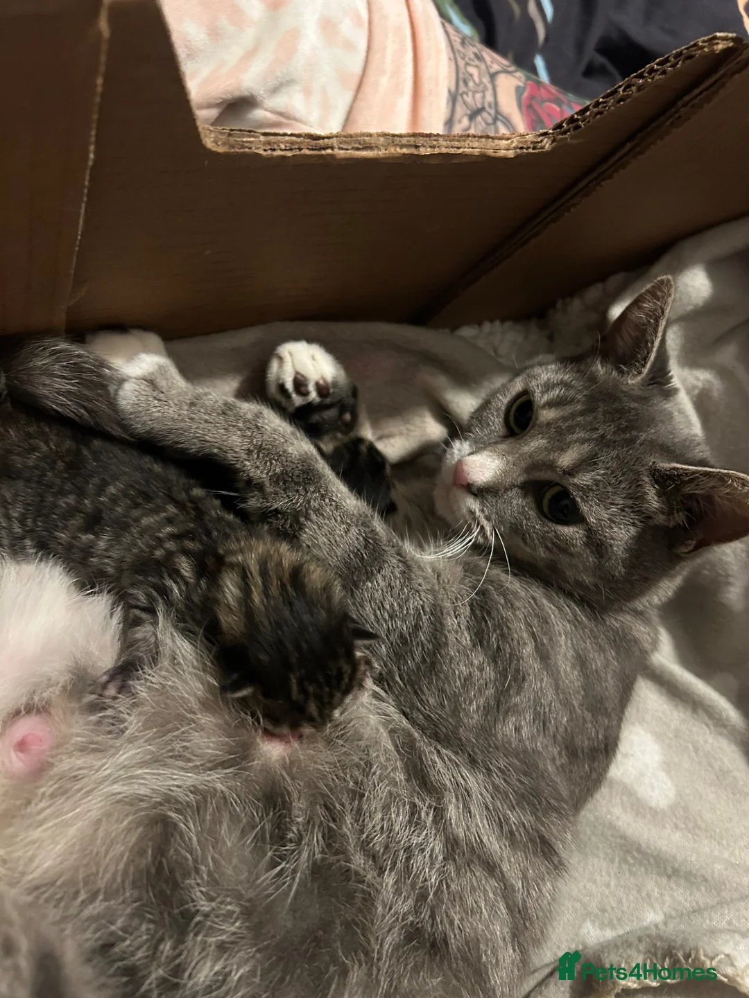 Mixed Breed cats for sale: 3 STUNNING GIRLS - Advert 2