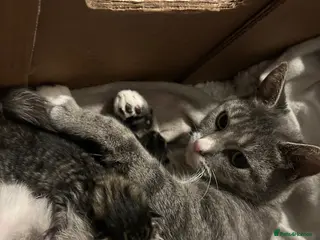 Mixed Breed cats 3 STUNNING GIRLS - Advert 1