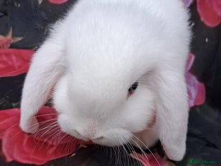 Mini Lop rabbits Lovely mini lop babies - Advert 3