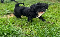 Cockapoo dogs for sale: F2b cockapoo puppies  - Image 7