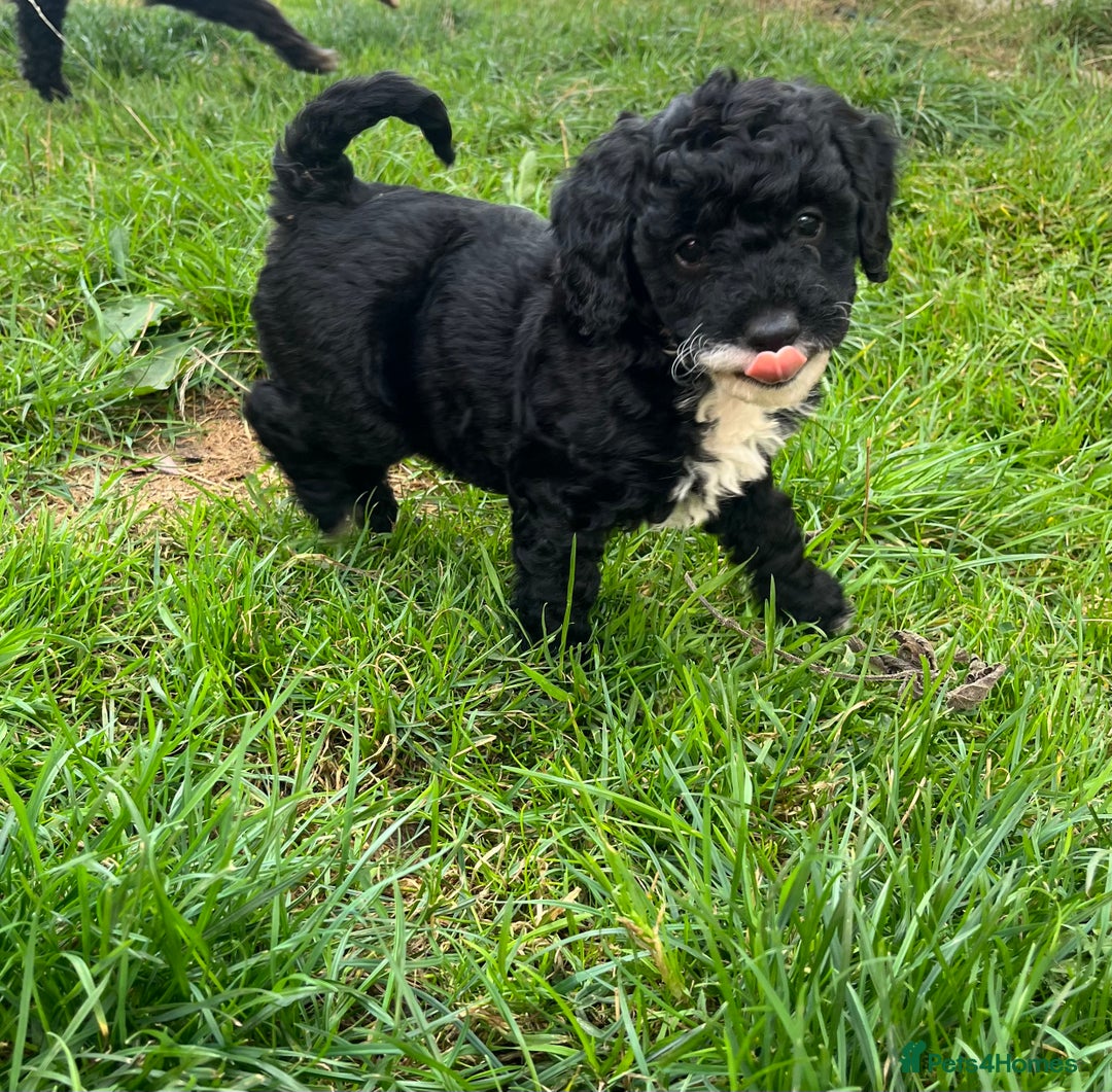Cockapoo dogs for sale: F2b cockapoo puppies  - Image 7