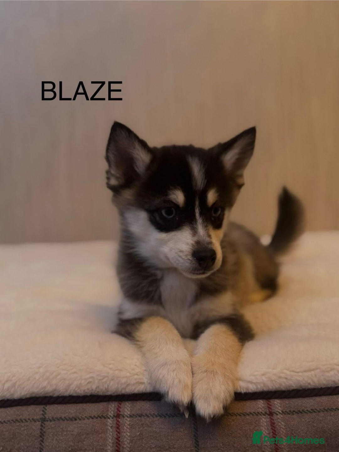 Pomsky dogs for sale: 2 Boys leftStunning Blue eyed F4 Pomsky pups - Advert 18