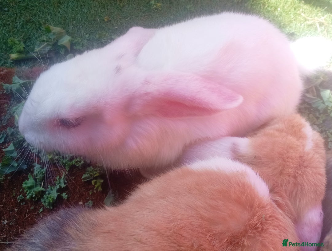 Tan rabbits for sale: Rabbits x2 both male brothers  - Image 7