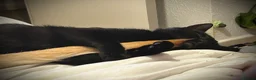 Mixed Breed cats for sale: Two male black cats - Advert 2
