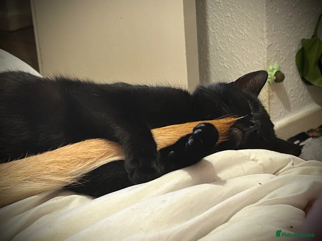 Mixed Breed cats for sale: Two male black cats - Advert 2