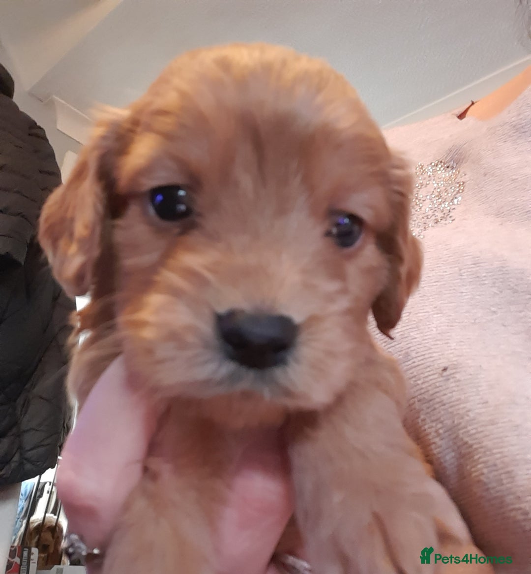 Cockapoo dogs for sale: Stunning litter of cockapoos  - Advert 6