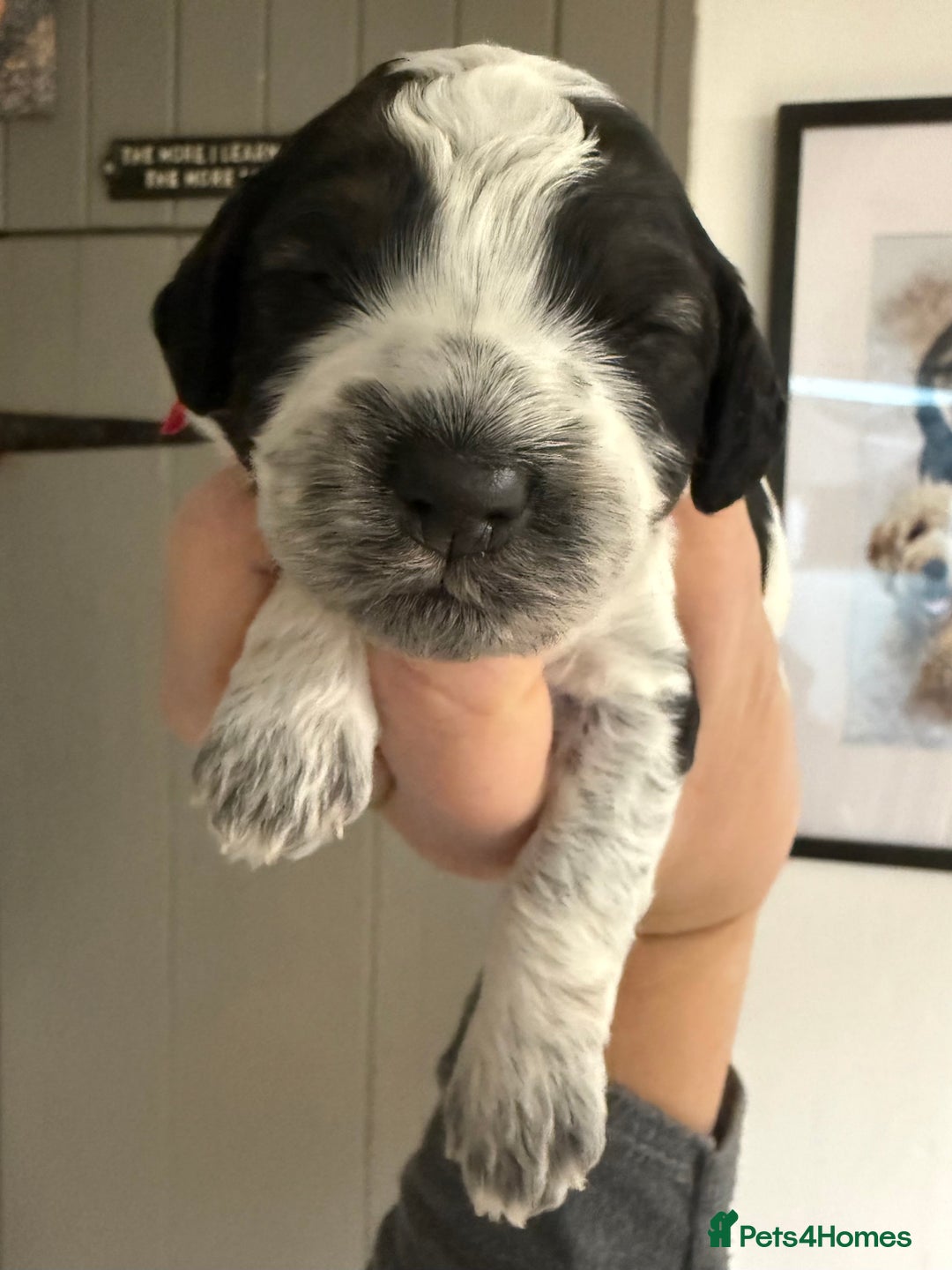 Mixed Breed dogs for sale: Miniature Parti Schnockerpoo Puppies  - Advert 11